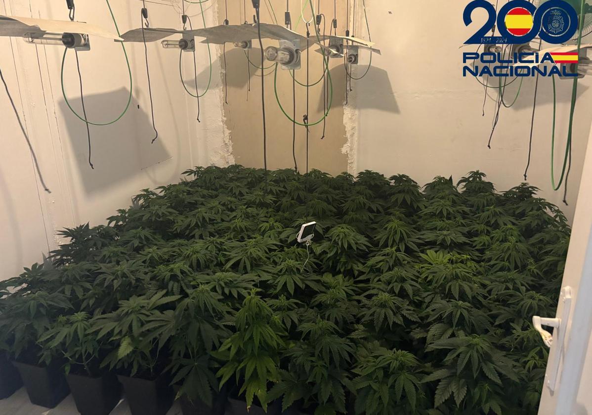 El fuerte olor a marihuana desvela plantaciones ilegales junto a un colegio en Linares-Baeza
