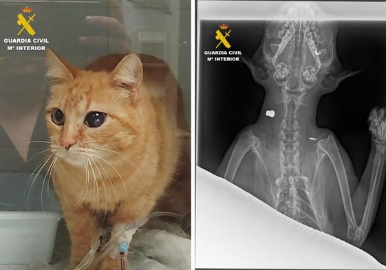 El veterinario se percató de que el felino tenía alojado en su cuerpo tres proyectiles o balines de plomo, uno de ellos situado en la parte interior del cráneo.