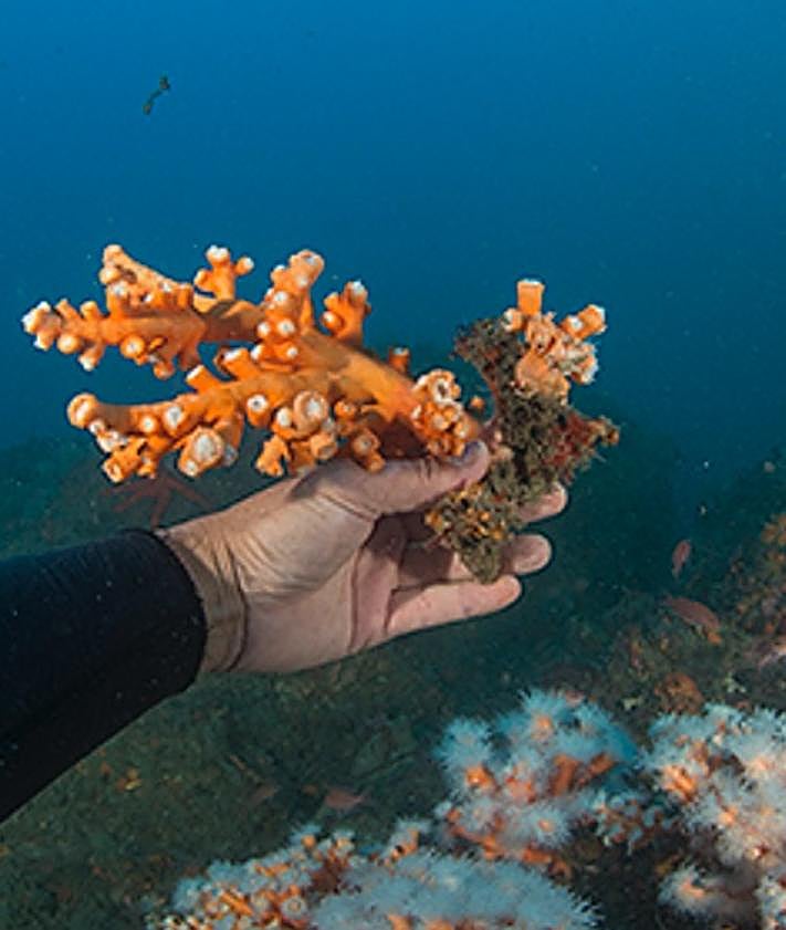 Imagen secundaria 2 - Artes de pesca abandonadas en los fondos marinos de la Punta de la Mona y una rama de coral 'guillotinada' por un sedal.