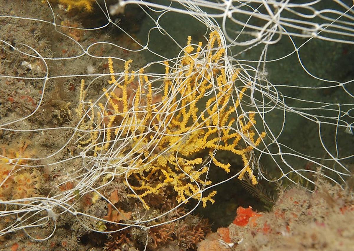 Imagen secundaria 1 - Artes de pesca abandonadas en los fondos marinos de la Punta de la Mona y una rama de coral 'guillotinada' por un sedal.