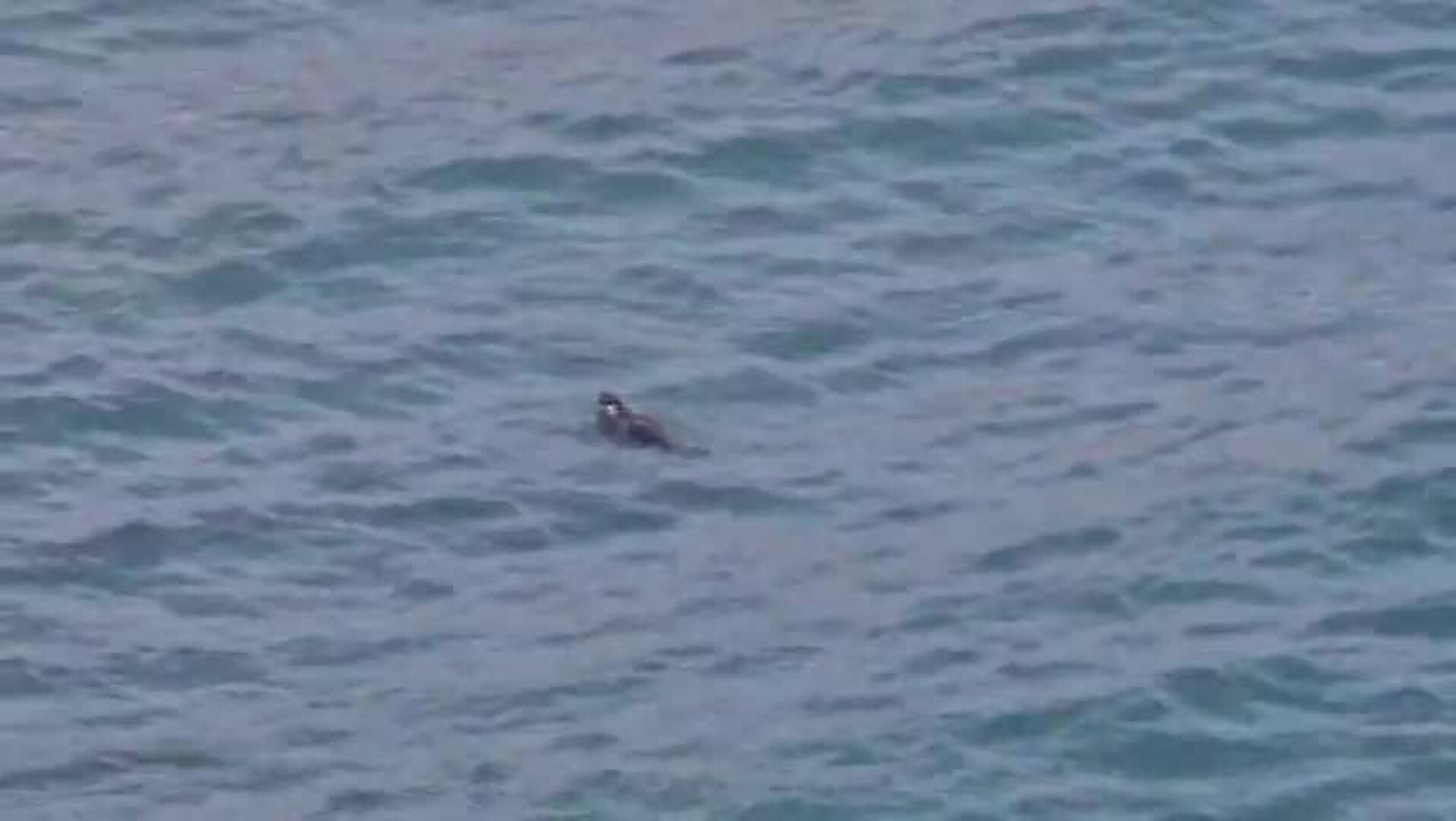Avistan un león marino en una playa de Almuñécar muy cerca de la costa