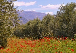 Ya han florecido las amapolas en los campos de Cozvíjar.