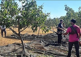 Recolección de pistachos en una imagen de archivo.