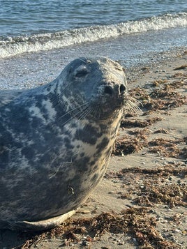 Una foca gris visita por sorpresa el litoral almeriense
