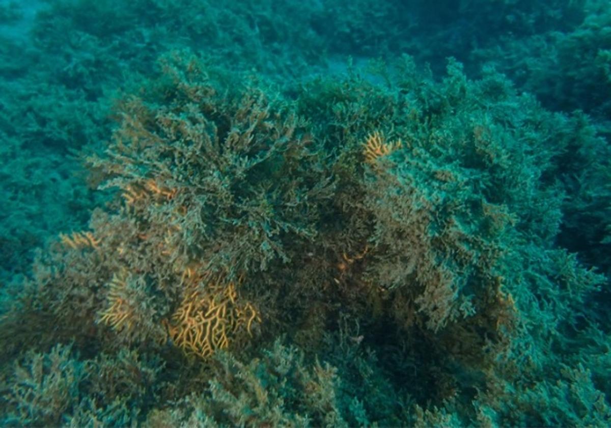 'Gorgonias' asfixiadas' por el alga asiática.
