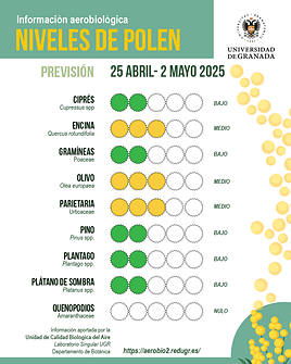 Finaliza la polinización de cipreses y plátanos de sombra en Granada: comienza la floración de olivos y gramíneas