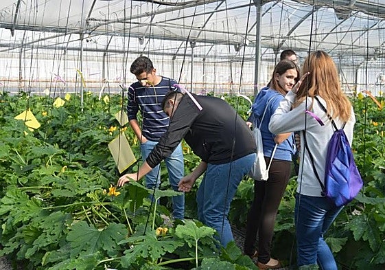 Imagen de archivo de una visita de estudiantes a un invernadero del centro Ifapa de La Mojonera.
