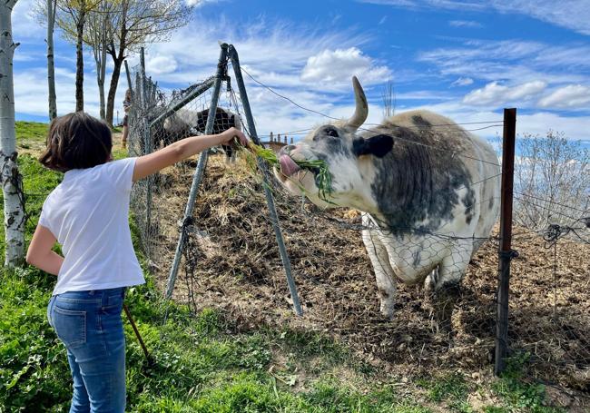 Una pequeña aventurera alimenta a la vaca del Macareno.