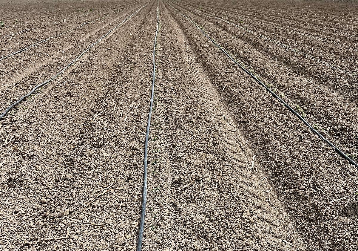 Animales sin ordeñar y cultivos recién trasplantados sin el riego, los problemas en el agro por el apagón