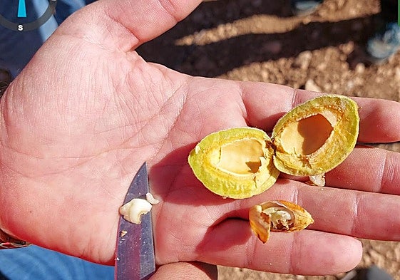 Un agricultor muestra una almendra con una larva en el interior.