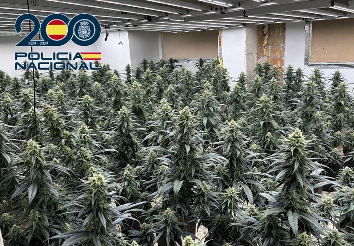 Descubren más de 1. 500 plantas de marihuana en pisos de granada a un joven con orden de expulsión de españa | ideal