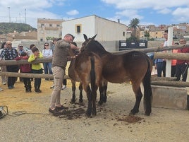 Esquilado de mulas en la Feria del Ganado de Albox del pasado 1 de mayo.