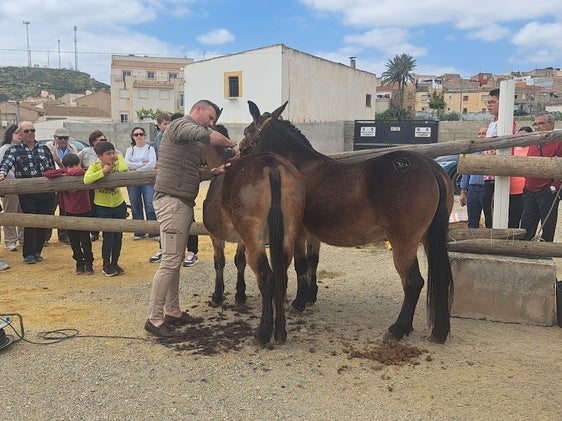 Esquilado de mulas en la Feria del Ganado de Albox del pasado 1 de mayo.