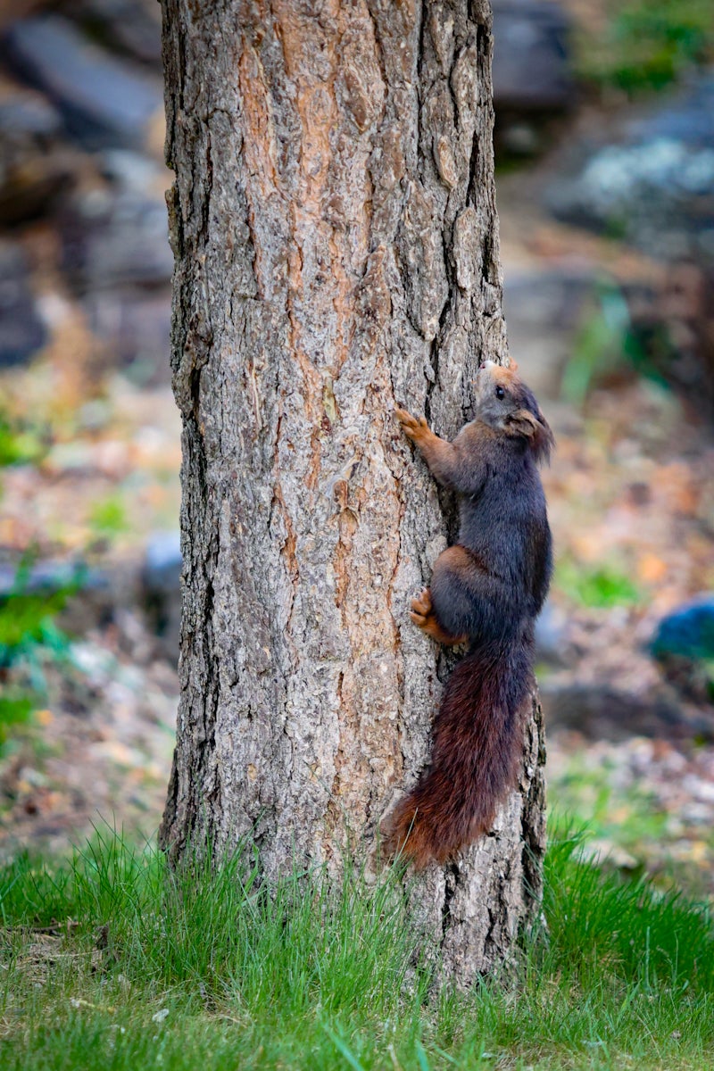 El último día de la temporada en Sierra Nevada, en imágenes