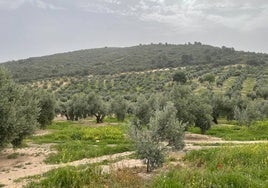 Olivar jienense.
