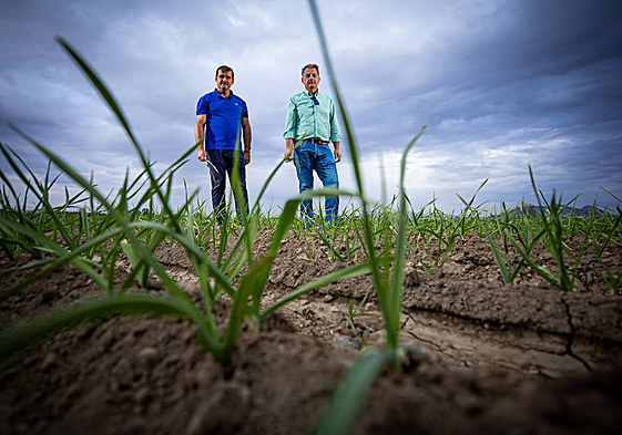 Ajos y patatas son los cultivos que han podido sembrar los agricultores.