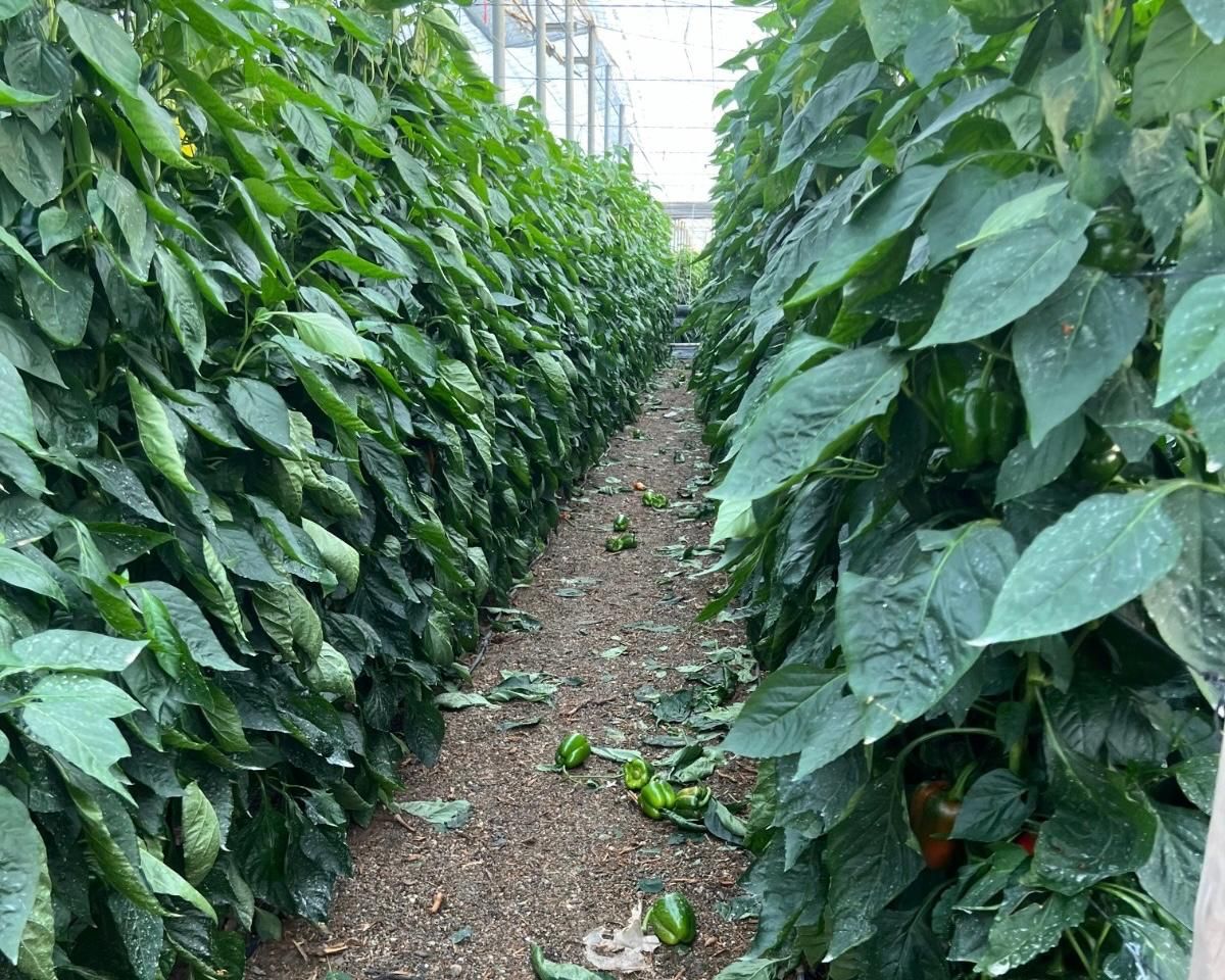 Daños provocados en una plantación bajo plástico de pimiento.