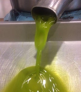 Aceite de oliva en almazara.