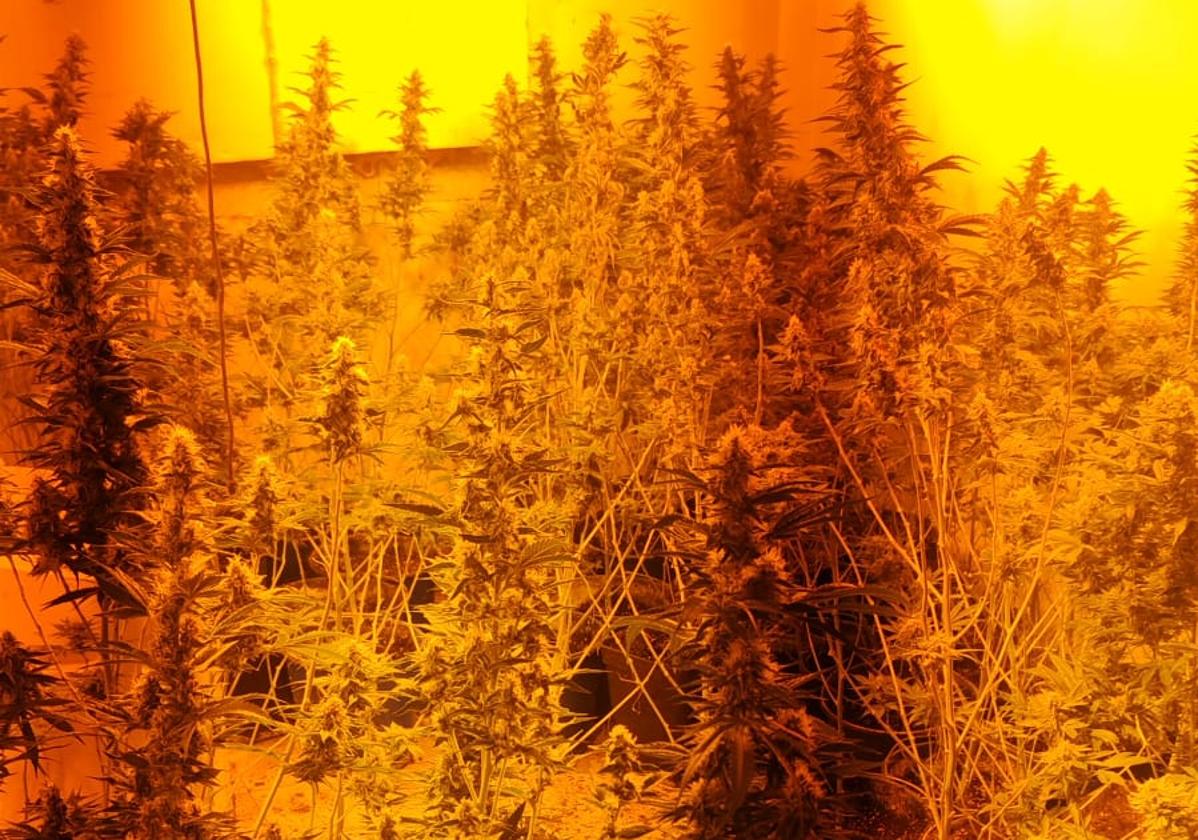 Plantación de marihuana en la vivienda de Iznalloz.