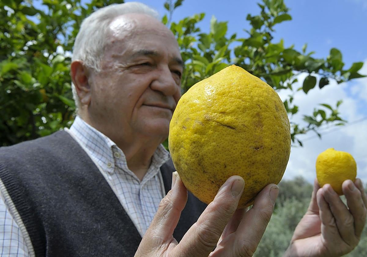 El súper limón de un kilo que será expuesto en una cafetería de Granada.