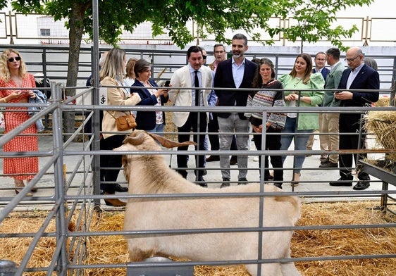 Feria de ganado de La Carolina.