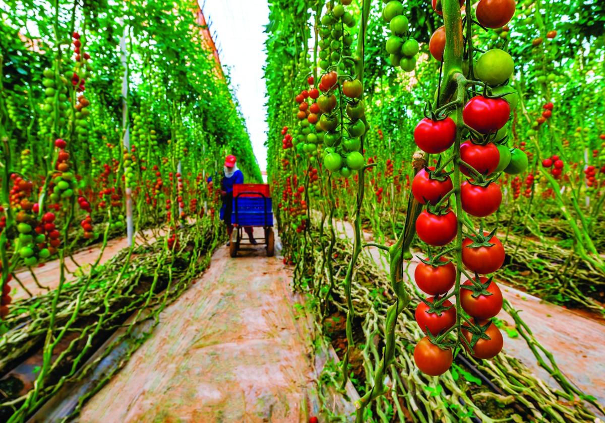 David Baños: Un tomate de lujo | Ideal