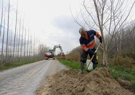 Plantación en el río Genil a su paso por Fuente Vaqueros.