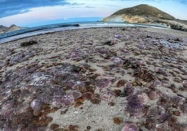 Imagen de una playa plagada de pequeñas medusas en la orilla.