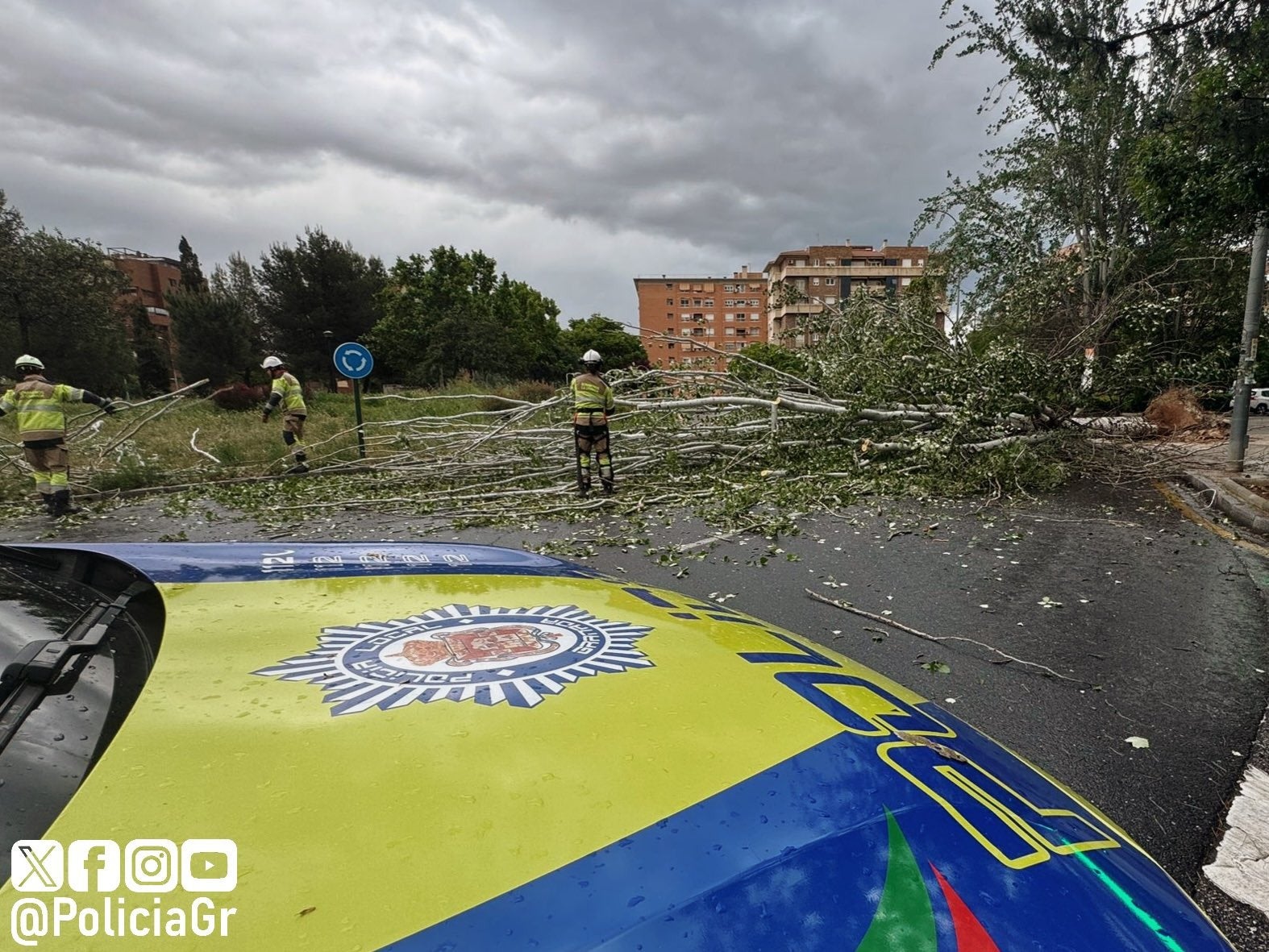 Árbol de 20 metros caído en Granada.