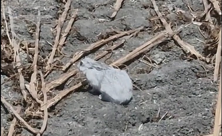 El sorprendente animal descubierto por un agricultor andaluz mientras trabajaba