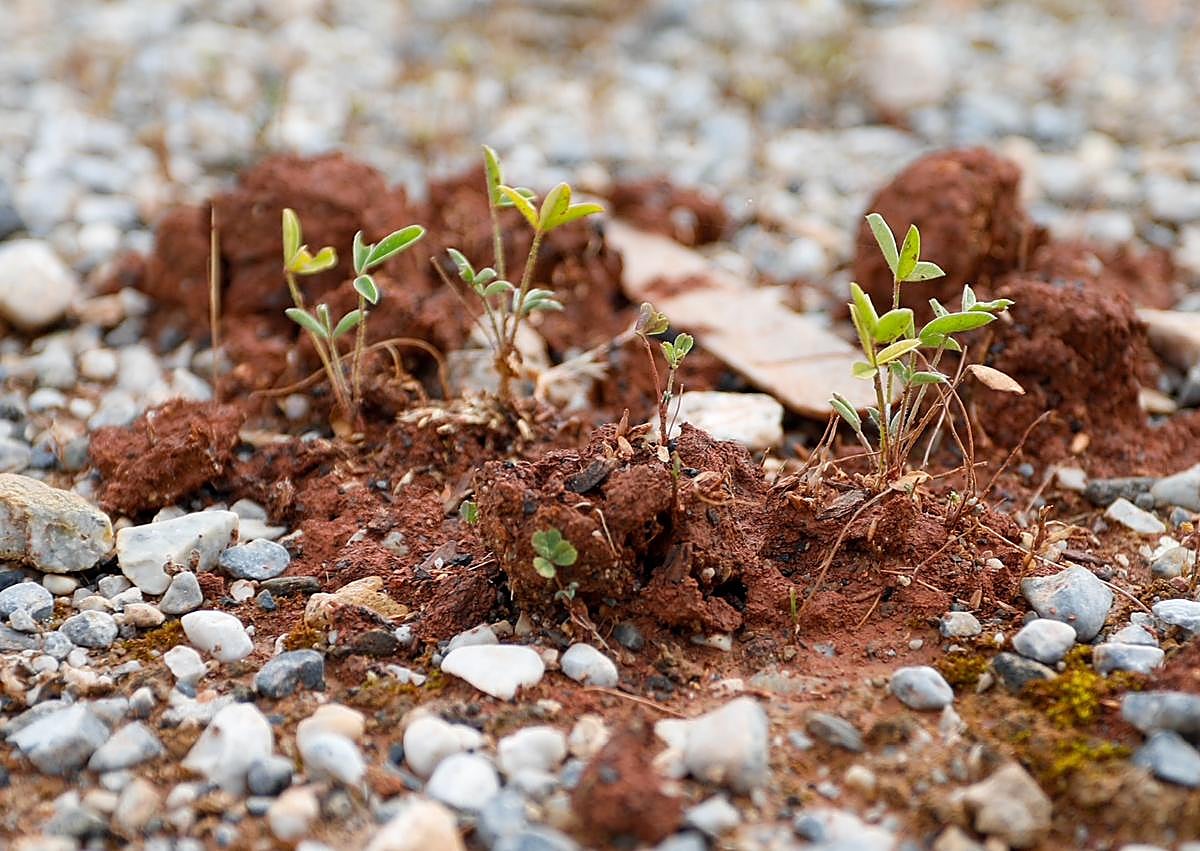 Imagen secundaria 1 - Arriba, algunos de los productos ambientales del proyecto de IDEA. Abajo, una bomba de semillas ya germinada y huevos de pájaro de una puesta en el interior de una caja-nido. 