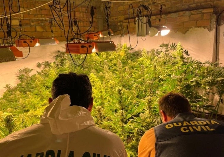 ¿Tienen algo que ver los enganches de la marihuana con el origen del apagón?
