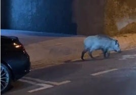 Uno de los jabalíes vistos en la zona del Serrallo.