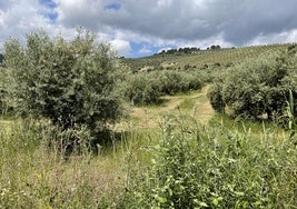 Olivares en el término municipal de Jaén.