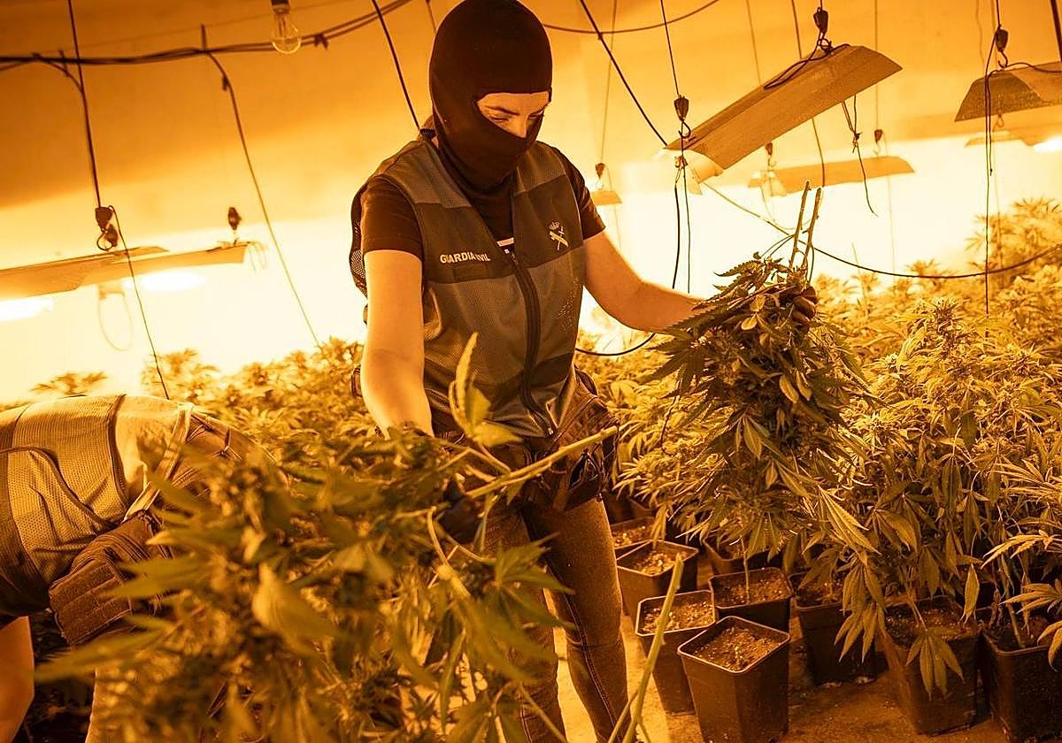 Una de las operaciones llevadas a cabo por la Guardia Civil en Pinos Puente.