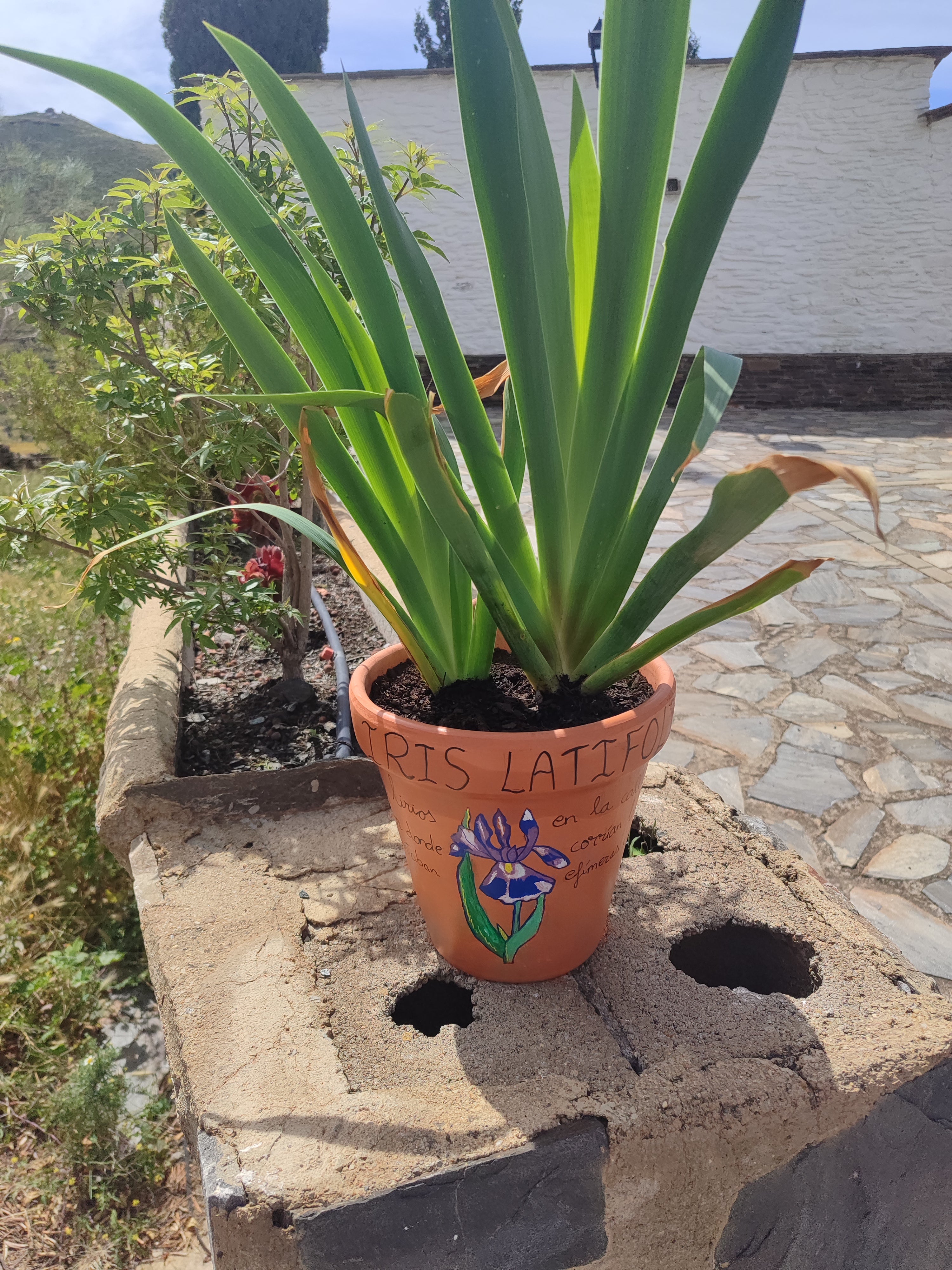 La ruta literaria de flores y poemas de Velefique, en imágenes