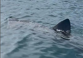 Tiburón peregirno avistado en la costa andaluza.