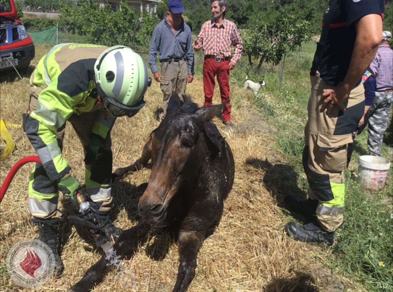 Rescatan a un mulo que se cayó en una zanja junto a la fuente agria de cádiar | ideal