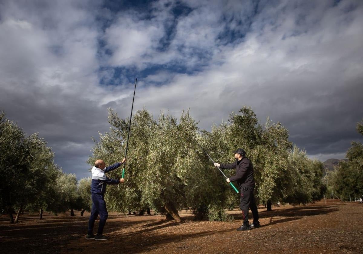 Upa llama a los agricultores a plantar cara ante la bajada «incomprensible» del aceite | ideal