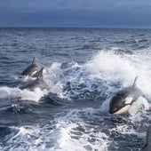 Las ballenas asesinas regresan a las playas andaluzas y el Gobierno lanza una advertencia