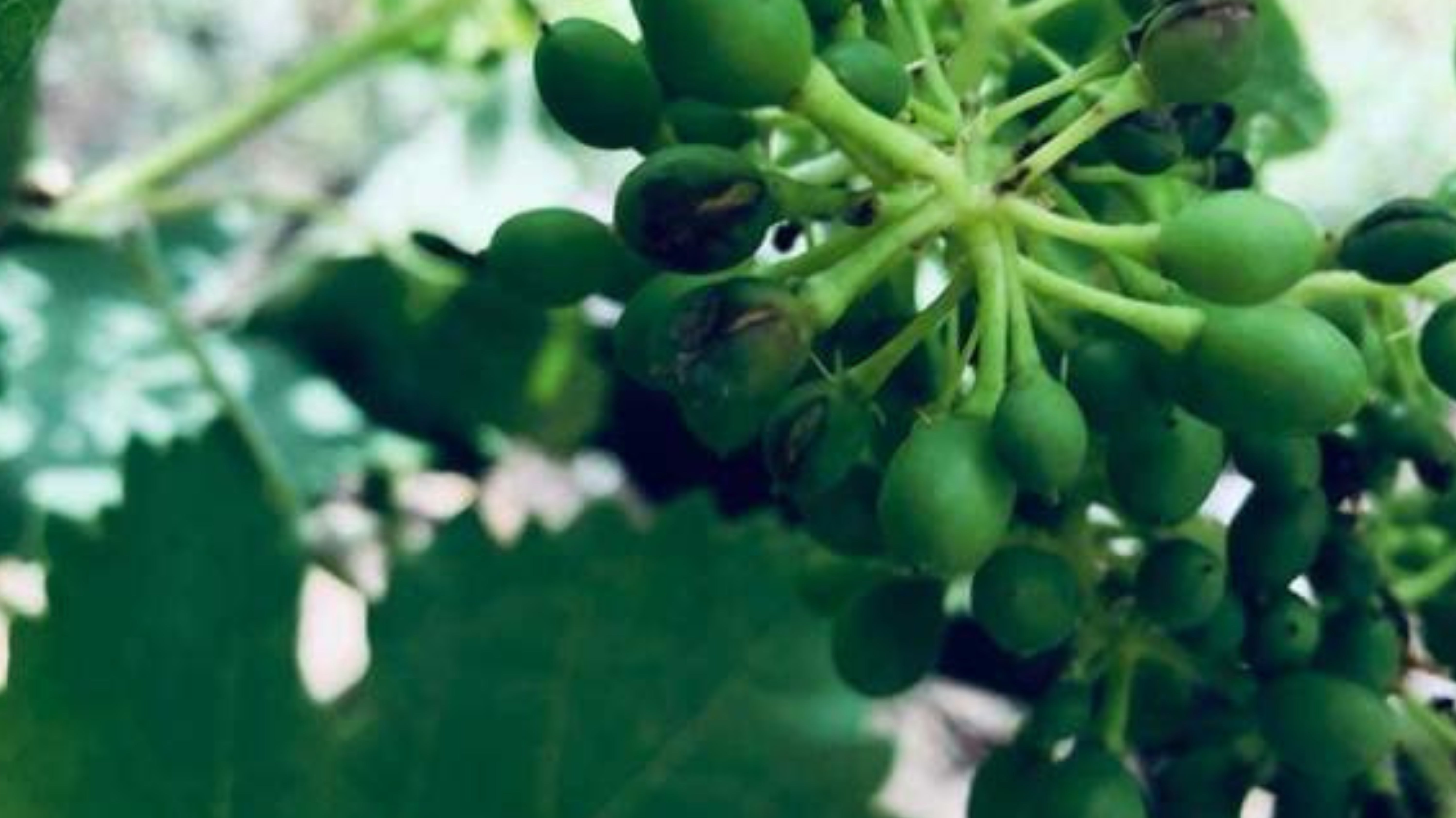 Una joya de la viticultura granadina | ideal