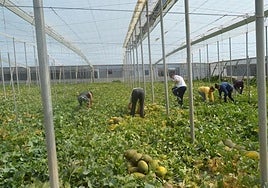 Imagen de archivo de trabajadores en un invernadero.