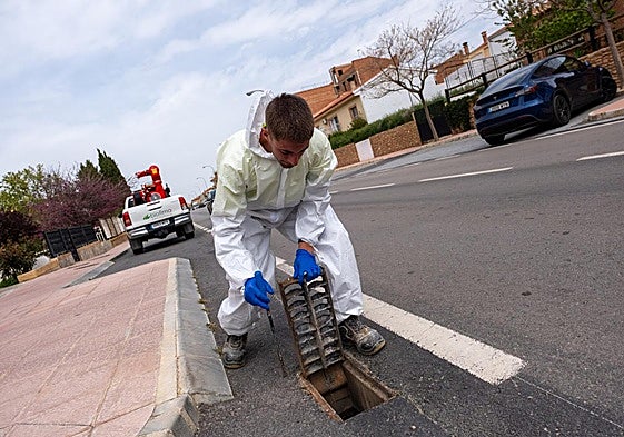 Las lluvias y el calor disparan el riesgo de propagación del virus del Nilo este verano