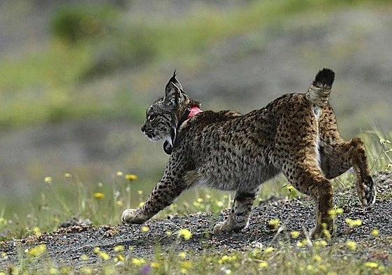 El lince ibérico es una especie protegida cuyo hábital natural son montes y sierras.