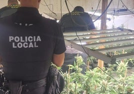 La Policía Local y la Guardia Civil intervienen varias plantas de marihuana en un sótano de Maracena.