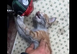 El animal fue afectado por el humo del incendio y requirió de asistencia.