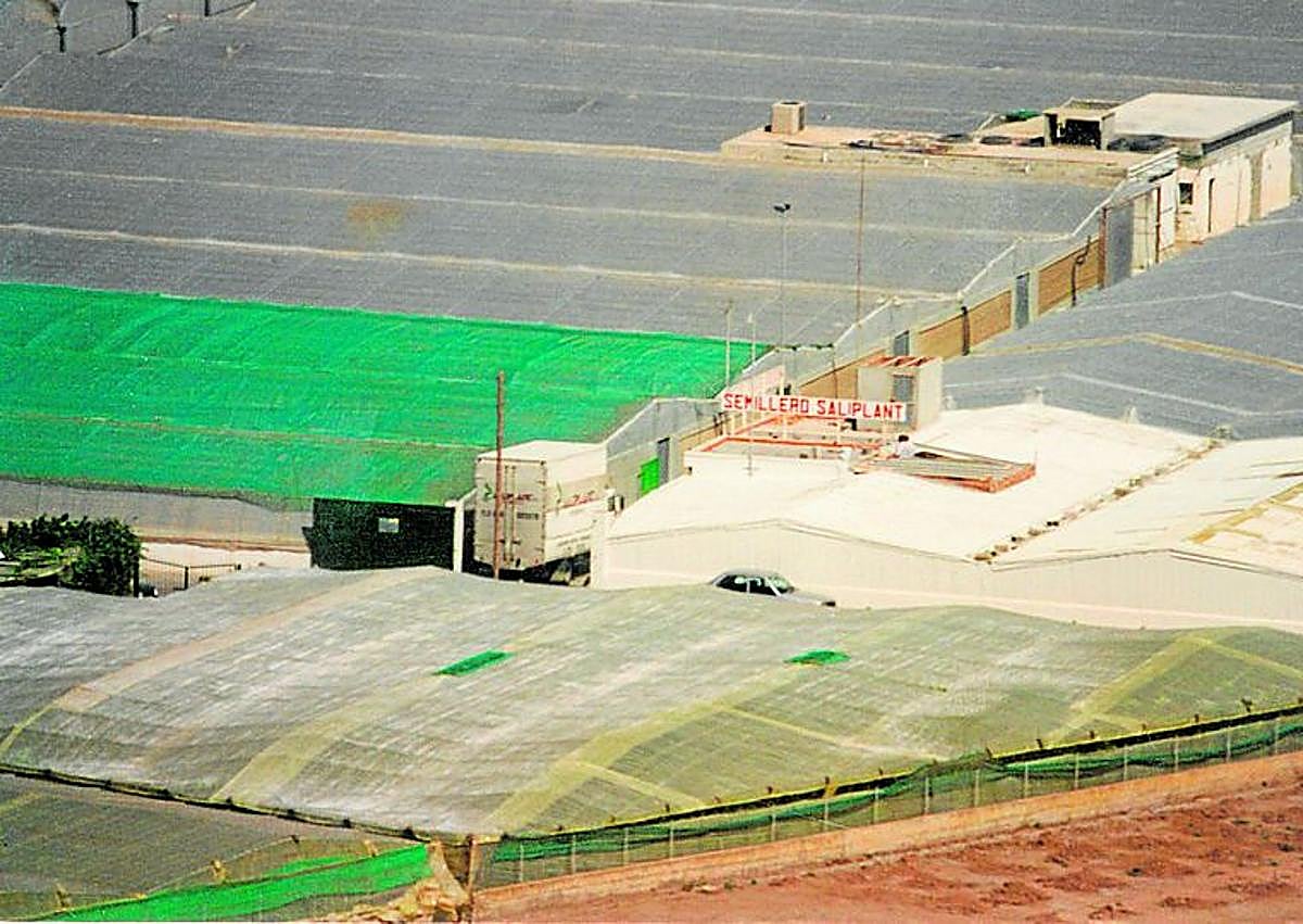 Imagen secundaria 1 - La empresa de Granada que vende más de 150 millones de plantas cada año