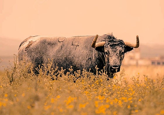 Uno de los astados seleccionados, con el número 94.