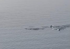 Momento único en las playas de Granada: una manada de delfines «saludan» a los vecinos.