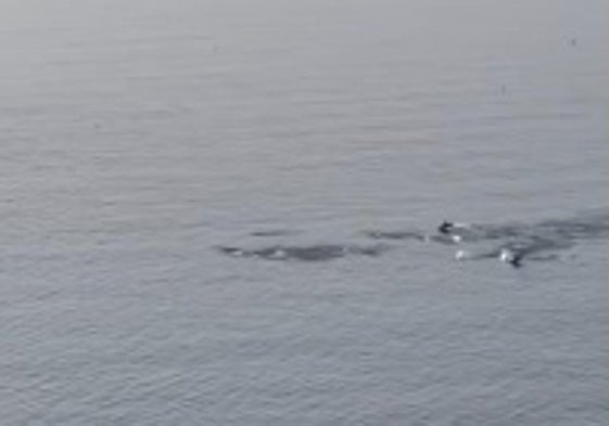 Momento único en las playas de Granada: una manada de delfines «saludan» a los vecinos.